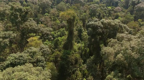 Aerial View of a Vibrant Rainforest Canopy