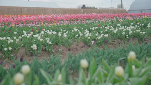 Tulip field with blooming flowers, establisher slider
