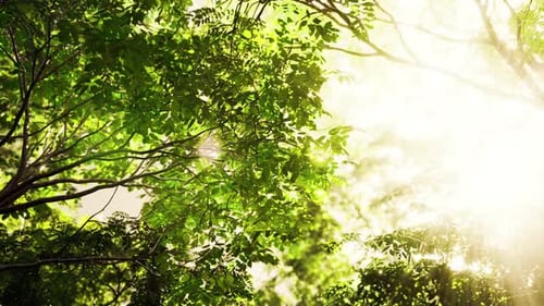Bright Sunlight Shining Through Forest Leaves