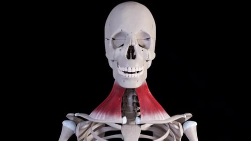 Visão frontal do movimento muscular do platisma