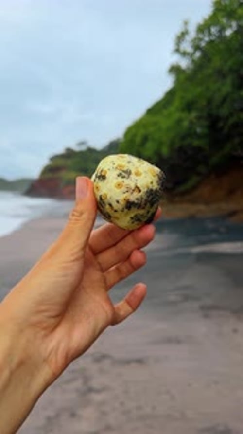 Hand haltend eine Noni-Frucht an einem tropischen Strand. Nahaufnahme einer Person mit einem gelblichen