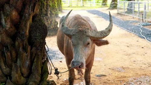 Majestic rare pink albino water buffalo getting a refreshing shower in slow motion on a farm