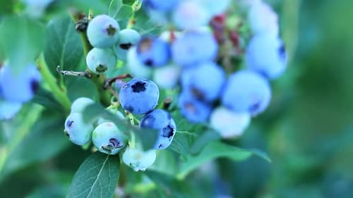 sweet blue berries in the garden stock footage