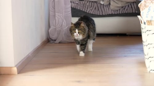 Gato atigrado doméstico de pelo largo que camina en interiores bajo la luz del sol, en cámara lenta