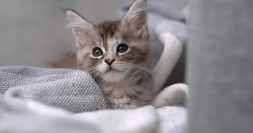 Portrait Cute Little Grey Maine Coon Kitten Little Fluffy Striped Cat Siting on Sofa at Home