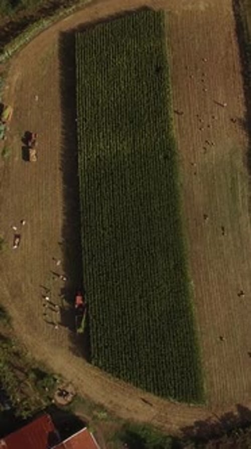 Vertical Video Combine Harvester Working in Agricultural Field Harvest Season