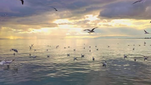 Flock Of Seagulls Flying On The Beach At A Cloudy Winter Sunset