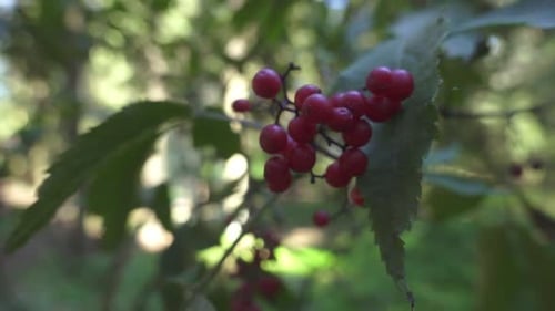 Baies de viorne dans une ambiance forestière