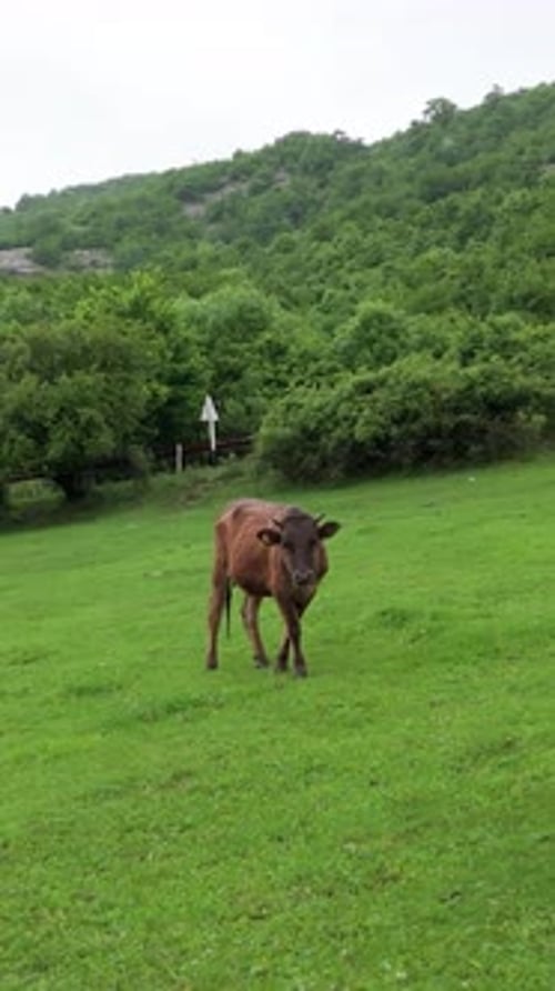 Kuh auf dem Feld. Kuh schaut auf bewegte Kamera.