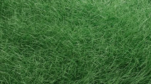 3D Green grass develops in the wind