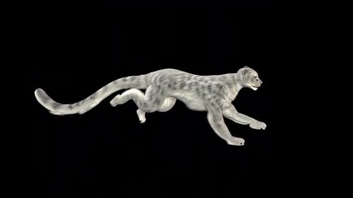 Leopard Run