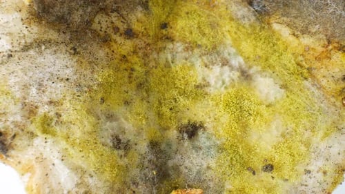 A close-up of mold and fungus growing on bread.
