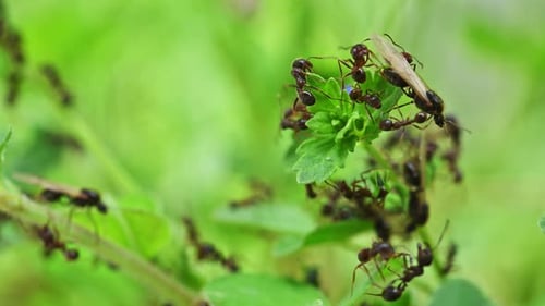 Small black ants navigate leaf surface