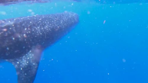 Tubarão-baleia no mar do Caribe