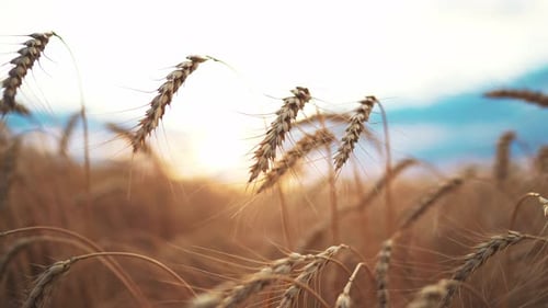 Closeup Rye Wheat Ears in Field Against Blue Sky in Rays of Sun