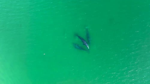 Aerial view of whales swimming near the shore, their movements creating mesmerizing patterns in the