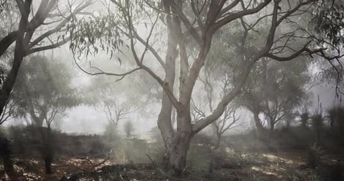 Misty Eucalyptus Forest Landscape Motion Background