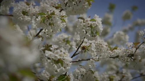 Spring Flowers Blooming in Floral Scenery Landscape Outdoors