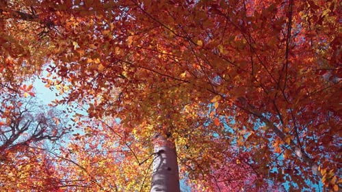 Vue de caméra rotative des arbres d'automne colorés 4k