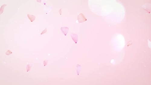 Cherry Blossom Background