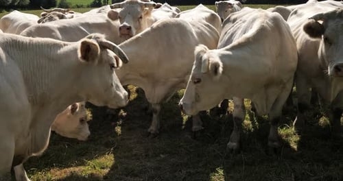 Bovins charolais. Le Charolais est la deuxième race bovine la plus nombreuse de France.