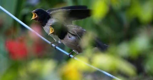 Barn swallows (Hirundo rustica) feeding chicks, Southern France