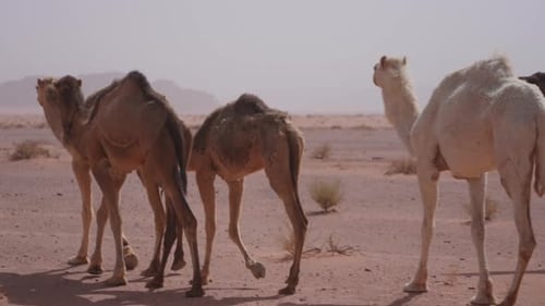 Detail of Herd of camels running in the desert in slowmotion