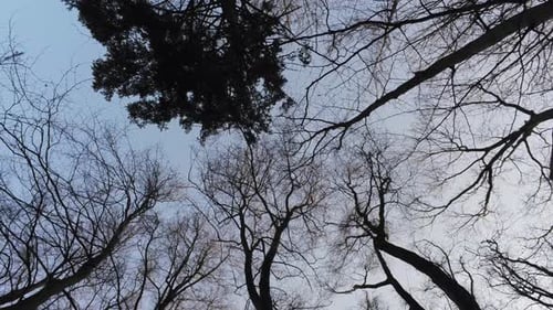 Blick in den Wald mit blauem Himmel und Bäumen im Winter, kinoreifer Aufstieg, Neigung nach oben, Weitwinkelaufnahme.