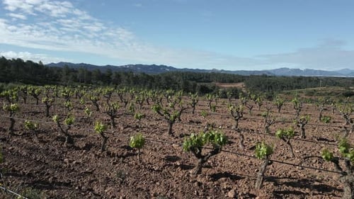 Priorat vineyards in catalonia wine region