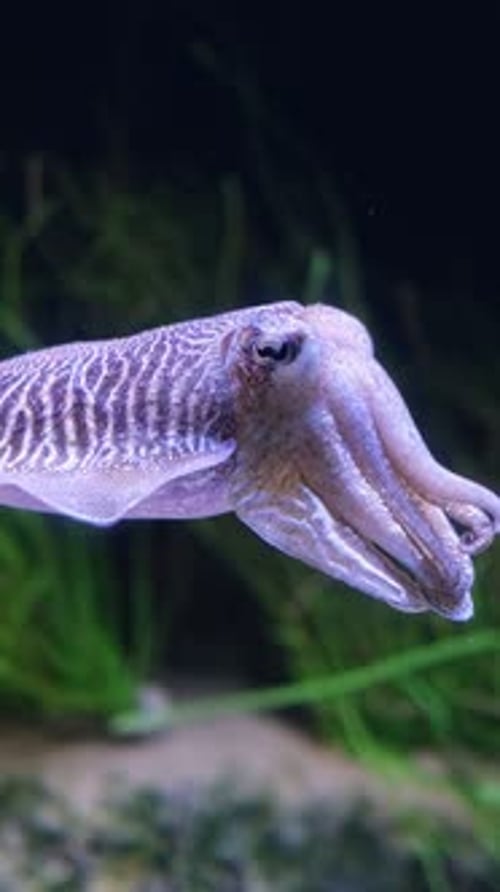 The Common European Cuttlefish Sepia Officinalis Underwater