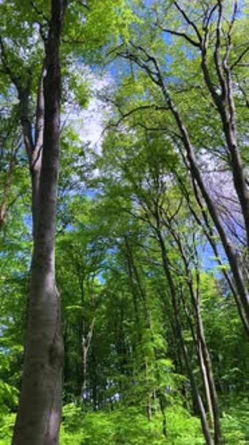 Forest glade with lush green grass and delicate white flowers in a spring beech forest.