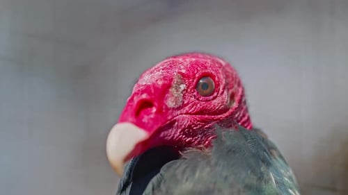 Porträt eines exotischen Königsgeiervogels in Nahaufnahme