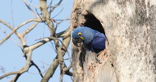 Beautiful Blue Hyacinth Macaw Peeking Out From A Tree Nest