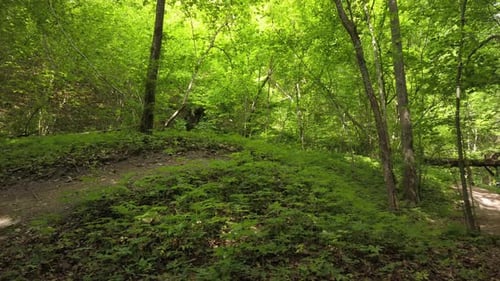 Mountain Biker Rides Through Lush Green Forest