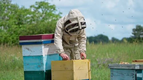 Busy beekeeper working at apiary with lots of bees flying around.