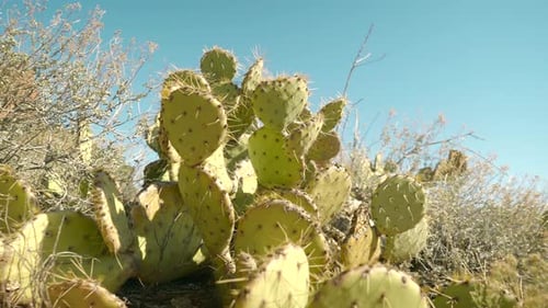 Beautiful Large Prickly Pear Cactus Bush in the Sedona Desert