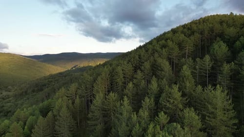 Coniferous Forest, drone view of coniferous pine forest, foliage woodlands, agriculture and forestry