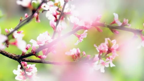 Blooming Pink Blossoms on a Tree Branch