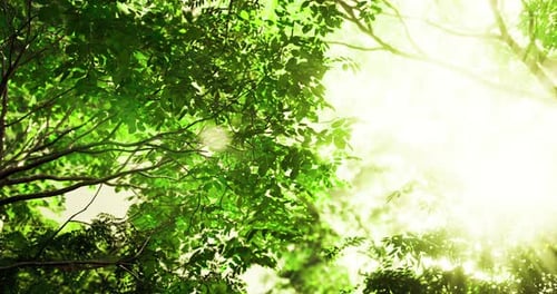 Sunlight Filtering Through Lush Green Leaves in a Serene Forest Setting