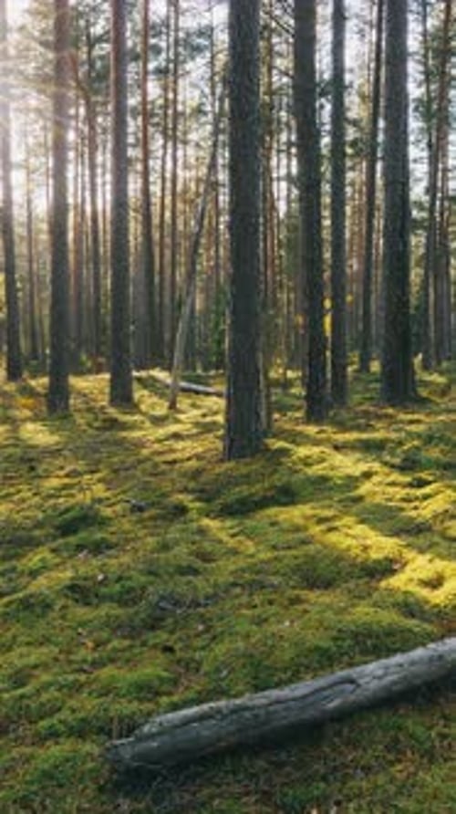 Belarus Beautiful Sunset Sun Sunshine