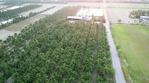 Cultivation of coconuts for sale in agriculture. Aerial view drone flies over a large coconut grove.