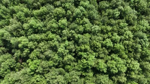 Luftaufnahme des grünen, üppigen Walddachs mit dichter Baumdecke