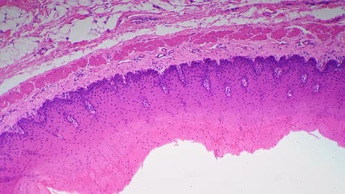 Stratified Squamous Epithelium in Section Filmed with Microscope 200x Magnification on Bright Field