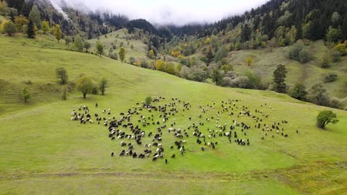 Schafherde weidet auf grünen Weiden