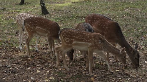 A herd of roe deer eat grass and dry leaves in the forest slow motion. Young true deer grazing