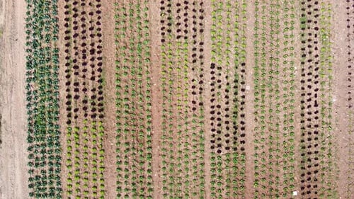 Aerial bird's eye view of rows of vegetable crops with a variety of cabbage and lettuce in different
