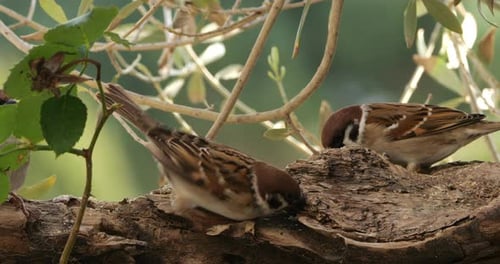 Three Sparrows Eating on a Branch Close Up