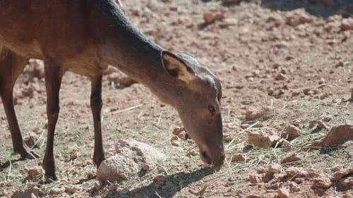 A deer on a deserted land eats the remains of dry grass