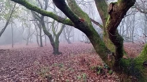 Fog entering mysterious autumn forest of quercus robur trees slow motion shot