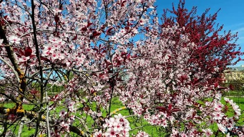 Colorful pink cherry tree blossoms on a spring day